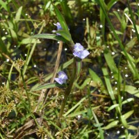 Cyanotis axillaris (L.) D.Don ex Sweet